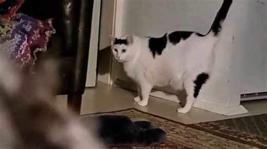 Huh猫听不懂纯享版