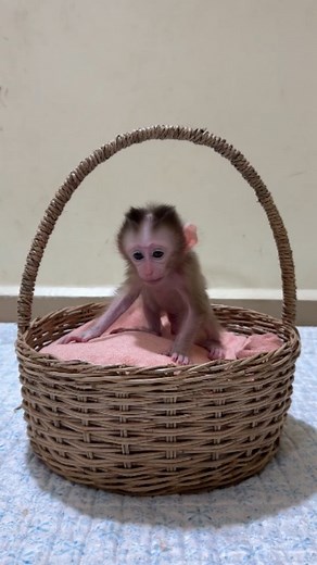 Baby Monkey Rescue Foundation Saved and loved! 🐒 Our baby monkey’s new life starts here. Join us to rescue more! Donate: [Link in bio] #BabyMonkeyRescue #MonkeyRescue #SaveMonkeys | Baby Monkey Rescue Foundation