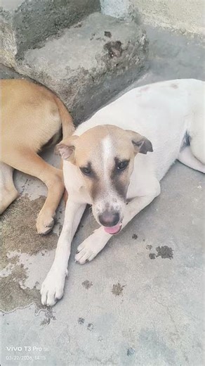 aise bhul Bankar baithe #trending #youtube #dogs