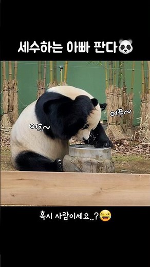 세수하는 아빠판다 러바오🐼 혹시 사람이세요..?🤣 #Lebao #러바오 #panda