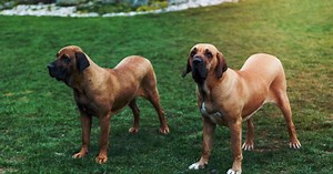4 características do cachorro da raça fila brasileiro