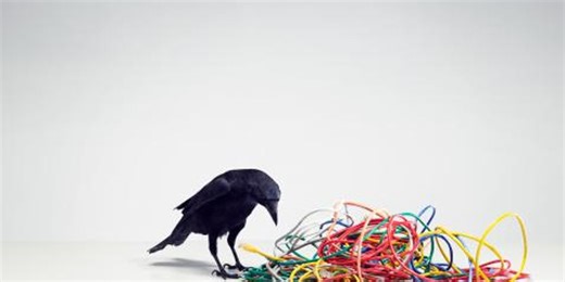 A Swedish city is using crows to clear litter from the streets