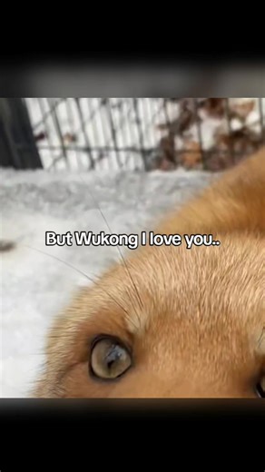 Pigsy and Wukong: A Season 3 Recap