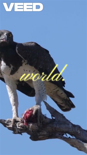 World’s Rarest Birds Captured 🦜✨