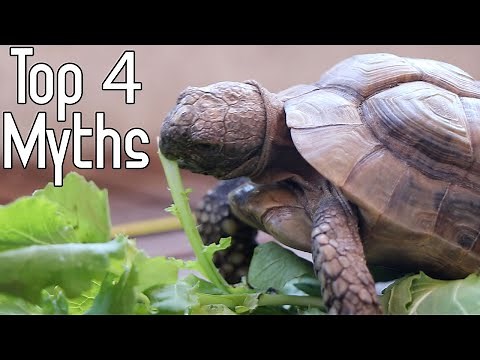 Debunking Tortoise Myths | How fast is my tortoise?