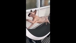 Cat wheels now in stock! Available for full pay and fast dispatch or on split payments. Fun, exercise and mental stimulation for the little tiger in your life! | Cazami Cat Exercise Wheel