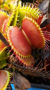 88K views · 389 reactions | Carnivorous plant bites down on a cockroach #insecteatingplant #nature #flytrap #venusflytrapsofinstagram | Carnivorous Plants | Facebook