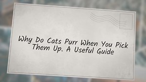Why Do Cats Purr When You Pick Them Up. A Useful Guide