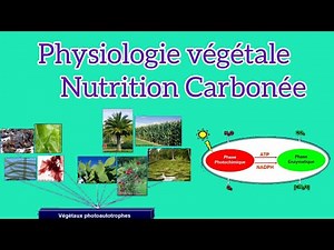 Physiologie végétale : Nutrition Carbonée #1