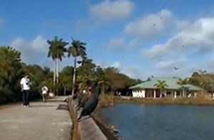 Anhinga Trail - Everglades National Park (U.S. National Park Service)