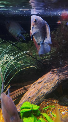 Severums getting food from the top!!! #fishtok #foryou #aquarium #fishtank #severumcichlids