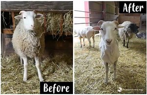 It’s springtime at our New York Shelter, and that can only mean one thing: Extreme Makeover: Sheep Edition! Last week, our woolly sheep friends were treated to their annual shearing, just in time for the warmer days ahead. Pounds lighter and squeaky clean, these residents couldn’t be happier with their new haircuts! Read more at AnimalsofFarmSanctuary.com | Farm Sanctuary
