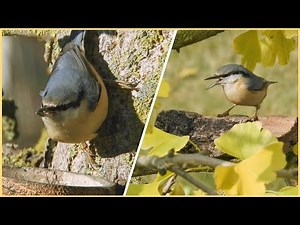 BRHLÍK LESNÍ - zajímavosti / zedník mezi ptačími staviteli, sameček, samička, zpěv / mluvené slovo