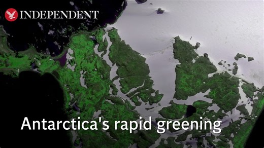 Green space now covers nearly 5 square miles of Antarctica