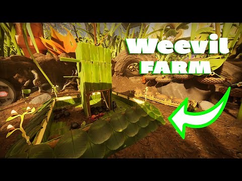 Weevil farm for grounded 2
