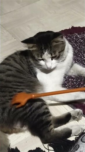 😂😂 We only have two problems in life.. #youtubeshorts #shorts #comedy #funny