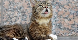 Internet famous Lil BUB cat has died