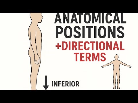 Master Anatomical Positions in 5 Minutes | Essential for Every Med & Dental Student!