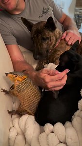 Rambo the armadillo! It’s always work work work for me, but sometimes we get a moment to cuddle on the couch with the critters❤️. Me and @gabbynikolle love cuddling up with the dogs and Rambo. Rambo is not your average backyard nine banded armadillo, he’s a screaming hairy armadillo! Named because he’s hairy and screams!! I included the scream, they only scream when really afraid and we’ve only heard him do it once the day we got him, once he realized we’re his new family he never screamed again