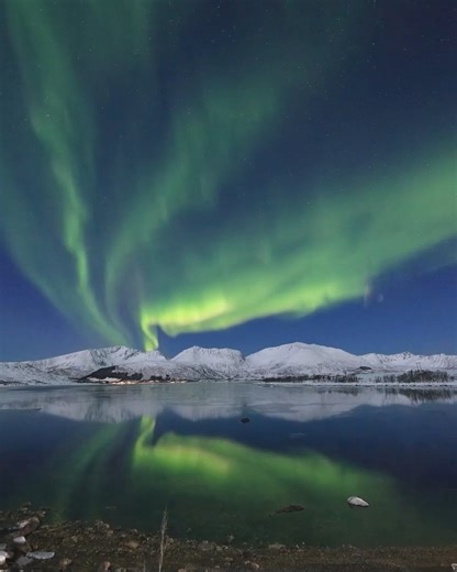 Swan sleeping under the aurora, waking up and swimming away | Aurora Borealis Observatory