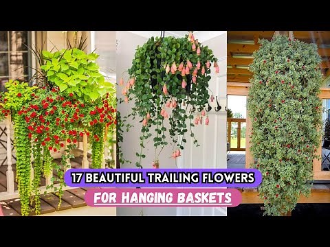 17 Beautiful Trailing Flowers for Hanging Baskets #gardening
