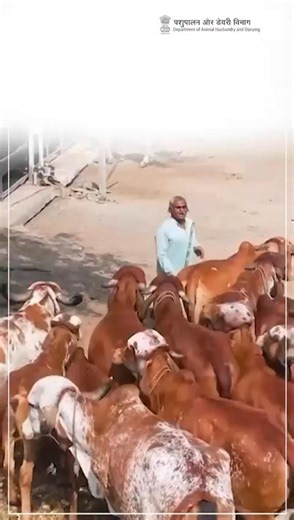 National Digital Livestock Mission (NDLM) is transforming India’s livestock sector through Bharat Pashudhan, bringing digital identity, better traceability and smarter animal health management to the fingertips of livestock farmers. #NDLM #BharatPashudhan #AnimalHusbandry #1962app #LivestockInnovation #DigitalIndia | S.P.Singh Baghel