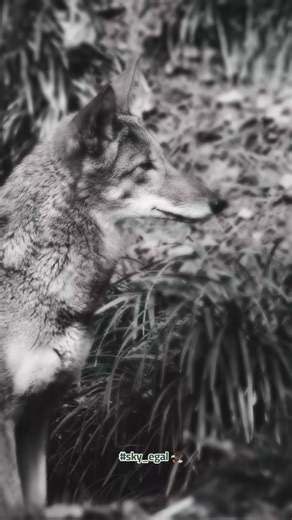 #ياصديقي #تعرف_تسمع_اسمع #نصيحه_لكل_شخص #افهم #دويتو #sky_egal #wolf #وصلت #منشنو