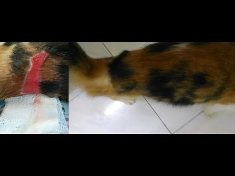EASY & BEST WAY OF CAT WOUND DRESSING AT HOME