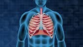 Medical animation showcasing human respiratory system and lung...