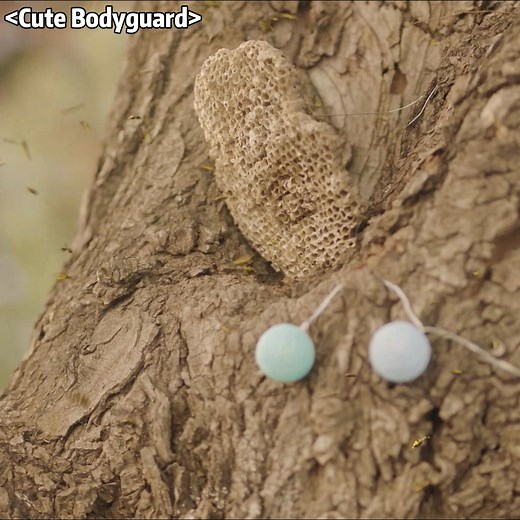 A chain reaction of a stick😲😲 #那小子不可爱 #CuteBodyGuard #凌美仕 #刘特 #LiuTe #cdrama | 霸宠收割机 Harvest Drama