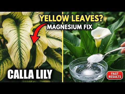 STOP! Your Calla Lily Is Dying — Try This Ancient Mineral Trick