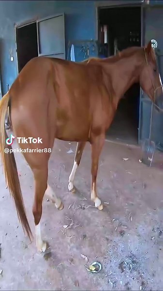 Understanding Farrier Life and Techniques with Horses