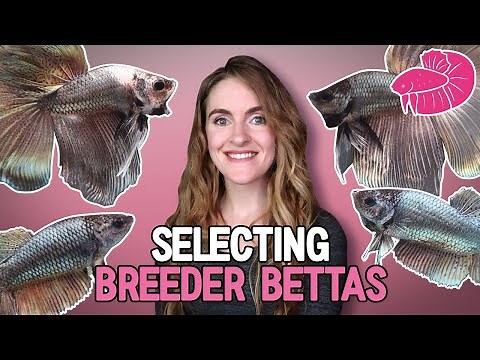 Breeding Halfmoon Betta Fish - How I Select the BEST Bettas to Breed! Basic Traits Overview