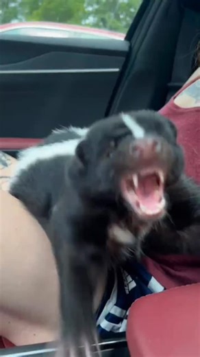 Brad on Instagram: "Okay but I low-key want one 😭 #viral #explorepage"