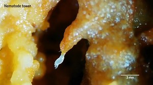 101K views · 567 reactions | For the first time, scientists have filmed microscopic worms called nematodes in the wild as they glom together and form large wriggling masses. Learn more: https://scim.ag/4e1odRk | Science | Facebook