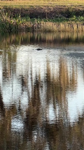 Is the Alligator gonna have duck stew😬😬 #nature #alligator #duck