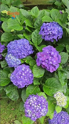 Hydrangeas flowers blooming in a Furnas Garden near Terra Nostra in the Azores