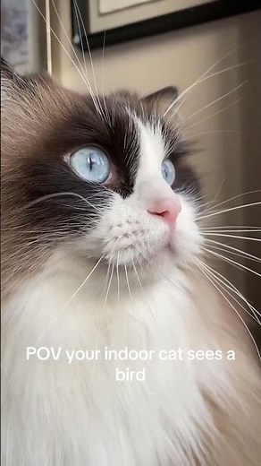 That Weird Cat Noise… Explained 😳