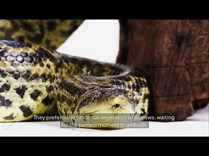 The Mighty African Rock Python: Nature’s Silent Predator 🐍 | Incredible Wildlife Documentary"