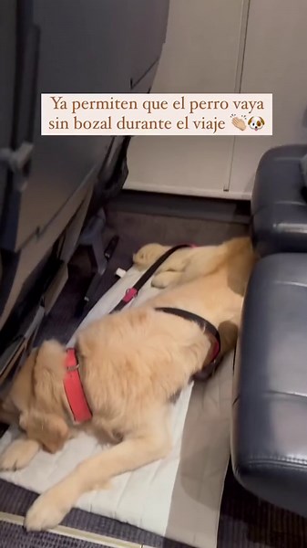Traveling With Large Dogs on Renfe Just Got Easier!