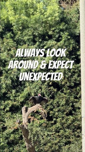 Unforgettable Sighting: Turkey Vulture in Los Angeles on Thanksgiving Day