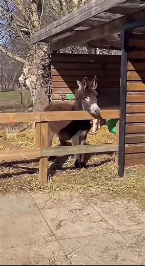 Funny Authentic on TikTok