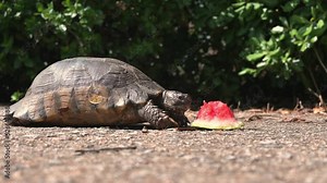 Static close up shot footage shows a turtle eating a piece of watermelon in a park. No intentionally feeding of the animal for video shooting purposes