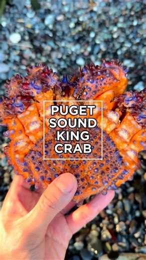 JP | 👑PUGET SOUND 🦀 KING CRAB 👑 One of the rarest and most beautiful creatures in the world, the Puget Sound King Crab is a sight to behold.... | Instagram