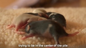 小鼠幼崽的聚集行为【clumping behavior in baby mice】（生肉）