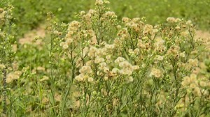 Close up of Horseweed. Erigeron sumatrensis. Erigeron bonariensis. Erigeron canadensis. Canadian fleabane.coltstail.marestail. a butterweed. Horseweed with selective focus on subject. 4K VIDEO