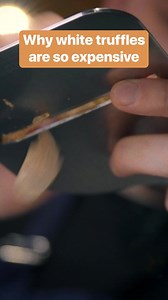 These white truffles are as rare as they are delicious. #truffles #trufflehunting #Italy #fungi #insiderbusiness | Business Insider