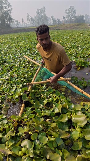Rural Village Life | Village Boys Traditional Net Fishing Techniques | RMB Fishing