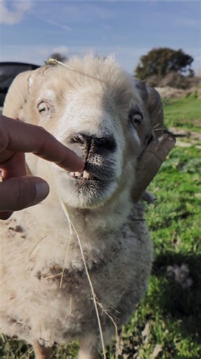 Meet Hercules, the cheeky baby of the bunch 🤗. Sure, he may be the shortest sheep strutting around the sanctuary, but don’t let that fool you—his personality is larger than life. With horns that could win a “biggest and best” contest, cheeks softer than clouds, and coloring that makes him stand out in any crowd, this little lad is pure magic. Hercules isn’t just special… he’s unforgettable 🥰🐏 . . . #AllLivesArePrecious #sheepoftheday #oneofakind #theluckyone #veganforhim #fars #farssanctuary 