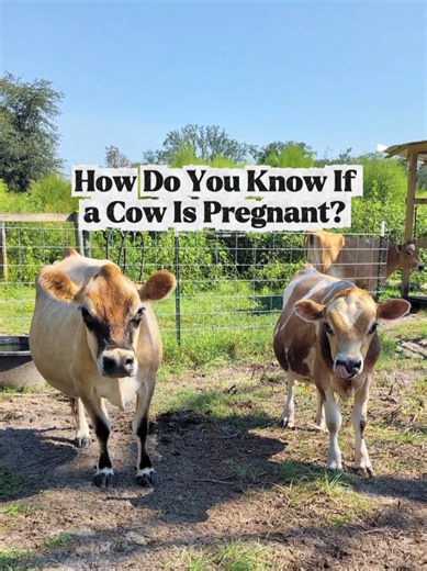 Is there a new calf on the way?? 👀🐮 There is SO much I didn’t know about cow reproduction before owning dairy cows, so come pregnancy check Sylvie with me while I share some of the things I’ve learned along the way. With Sylvie, we started by watching for her not to come back into heat...and about a month later, we were able to use a cow pregnancy test at home to know for sure! And...she IS pregnant with her fifth calf! 🤩💛 . . #dairycows #milkcow #minicow #farmlife #homestead